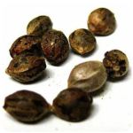 Семена марихуаны АК-47  (Seeds AK-47) в Кондрово